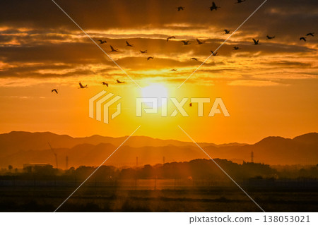 Cranes Flying at Dawn - Izumi, Kagoshima Prefecture - Cranes Flying at Dawn - Izumi, Kagoshima Prefecture - 138053021