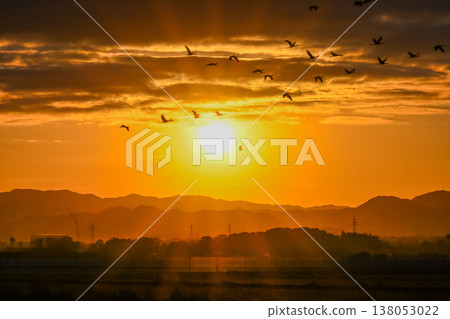 Cranes Flying at Dawn - Izumi, Kagoshima Prefecture - Cranes Flying at Dawn - Izumi, Kagoshima Prefecture - 138053022