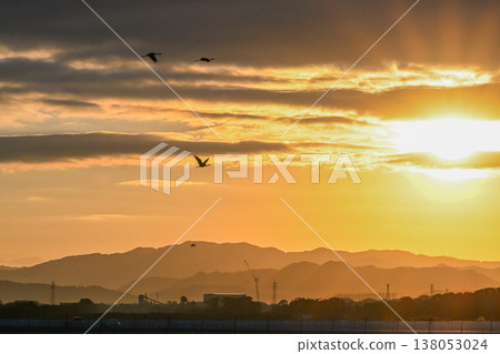 Cranes Flying at Dawn - Izumi, Kagoshima Prefecture - Cranes Flying at Dawn - Izumi, Kagoshima Prefecture - 138053024