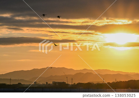 Cranes Flying at Dawn - Izumi, Kagoshima Prefecture - Cranes Flying at Dawn - Izumi, Kagoshima Prefecture - 138053025