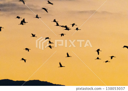 Cranes Flying at Dawn - Izumi, Kagoshima Prefecture - Cranes Flying at Dawn - Izumi, Kagoshima Prefecture - 138053037