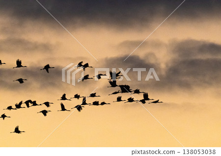 Cranes Flying at Dawn - Izumi, Kagoshima Prefecture - Cranes Flying at Dawn - Izumi, Kagoshima Prefecture - 138053038