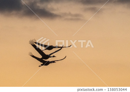 Cranes Flying at Dawn - Izumi, Kagoshima Prefecture - 138053044
