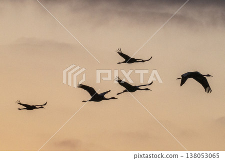 Cranes Flying at Dawn - Izumi, Kagoshima Prefecture - Cranes Flying at Dawn - Izumi, Kagoshima Prefecture - 138053065