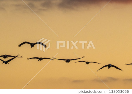 Cranes Flying at Dawn - Izumi, Kagoshima Prefecture - Cranes Flying at Dawn - Izumi, Kagoshima Prefecture - 138053066