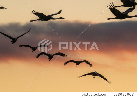 Cranes Flying at Dawn - Izumi, Kagoshima Prefecture - Cranes Flying at Dawn - Izumi, Kagoshima Prefecture - 138053068