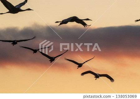 Cranes Flying at Dawn - Izumi, Kagoshima Prefecture - Cranes Flying at Dawn - Izumi, Kagoshima Prefecture - 138053069