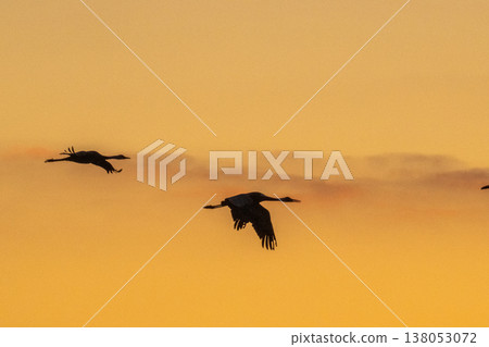 Cranes Flying at Dawn - Izumi, Kagoshima Prefecture - Cranes Flying at Dawn - Izumi, Kagoshima Prefecture - 138053072