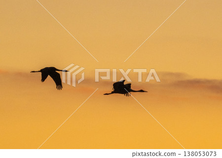 Cranes Flying at Dawn - Izumi, Kagoshima Prefecture - Cranes Flying at Dawn - Izumi, Kagoshima Prefecture - 138053073