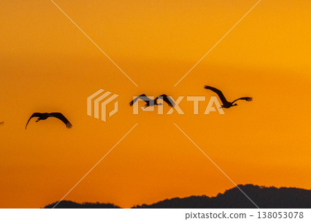 Cranes Flying at Dawn - Izumi, Kagoshima Prefecture - Cranes Flying at Dawn - Izumi, Kagoshima Prefecture - 138053078