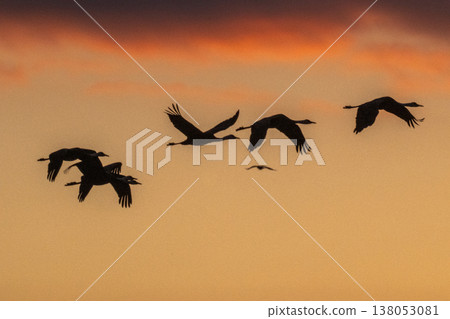 Cranes Flying at Dawn - Izumi, Kagoshima Prefecture - Cranes Flying at Dawn - Izumi, Kagoshima Prefecture - 138053081