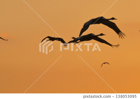 Cranes Flying at Dawn - Izumi, Kagoshima Prefecture - Cranes Flying at Dawn - Izumi, Kagoshima Prefecture - 138053095