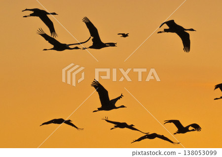 Cranes Flying at Dawn - Izumi, Kagoshima Prefecture - Cranes Flying at Dawn - Izumi, Kagoshima Prefecture - 138053099
