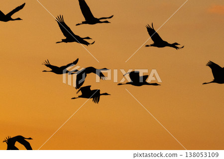 Cranes Flying at Dawn - Izumi, Kagoshima Prefecture - Cranes Flying at Dawn - Izumi, Kagoshima Prefecture - 138053109