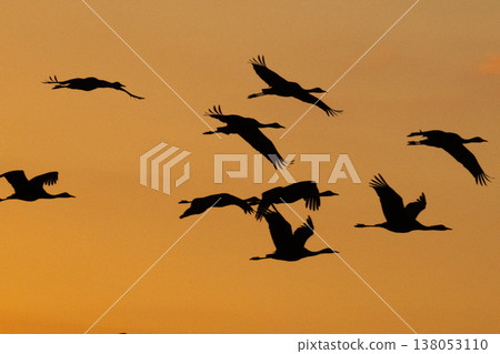 Cranes Flying at Dawn - Izumi, Kagoshima Prefecture - Cranes Flying at Dawn - Izumi, Kagoshima Prefecture - 138053110