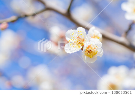 [Spring Flowers] White plum blossoms, bokeh, and a blue sky [Nagano Prefecture] 138053561