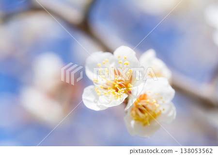 【春花】白梅花、散景、藍天【長野縣】 138053562