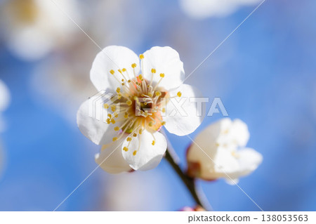 [Spring Flowers] White plum blossoms, bokeh, and a blue sky [Nagano Prefecture] 138053563