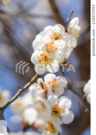 [Spring Flowers] White plum blossoms, bokeh, and a blue sky [Nagano Prefecture] 138053565