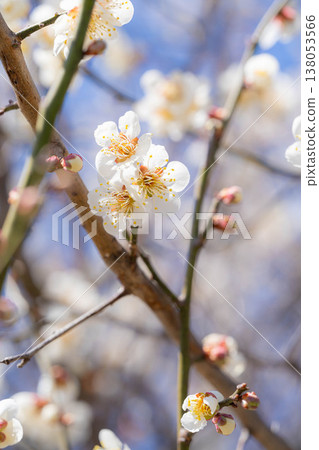 [Spring Flowers] White plum blossoms, bokeh, and a blue sky [Nagano Prefecture] 138053566