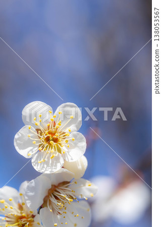 [Spring Flowers] White plum blossoms, bokeh, and a blue sky [Nagano Prefecture] 138053567