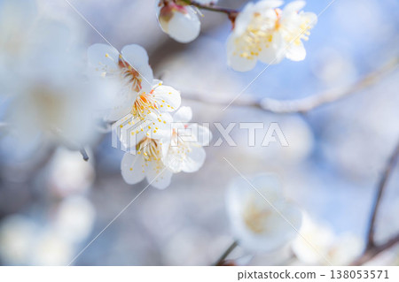 [Spring Flowers] White plum blossoms, bokeh, and a blue sky [Nagano Prefecture] 138053571
