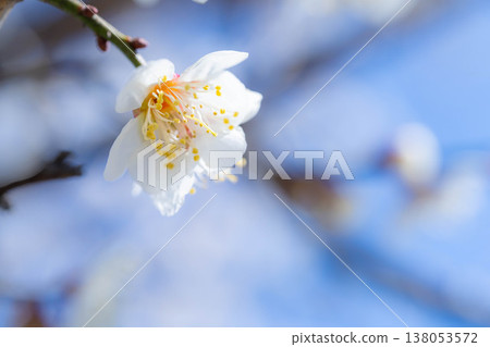 [Spring Flowers] White plum blossoms, bokeh, and a blue sky [Nagano Prefecture] 138053572