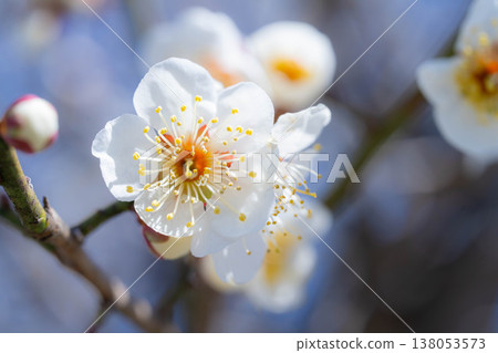 [Spring Flowers] White plum blossoms, bokeh, and a blue sky [Nagano Prefecture] 138053573