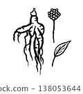 Ginseng root with leaf and flower. Ink black hand drawn line illustration on white background. 138053644