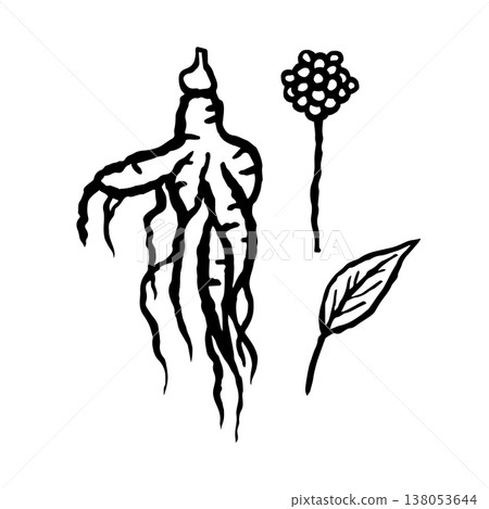 Ginseng root with leaf and flower. Ink black hand drawn line illustration on white background. Ginseng root with leaf and flower. Ink black hand drawn line illustration on white background. 138053644