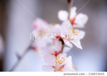 [Spring Flowers] Prunus serrulata - Macro Photography [Nagano Prefecture] 138053645