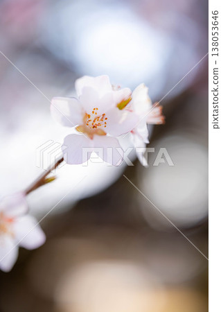 [Spring Flowers] Prunus serrulata - Macro Photography [Nagano Prefecture] 138053646