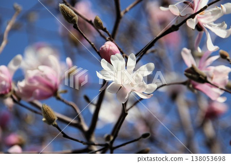 玉蘭花盛開。 玉蘭花盛開。 138053698