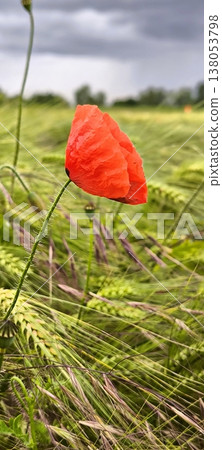 Red poppies against the background of a field and a stormy sky Red poppies against the background of a field and a stormy sky 138053798
