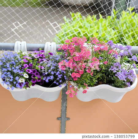 Multicolored flowers hanging in pots on the balcony Multicolored flowers hanging in pots on the balcony 138053799