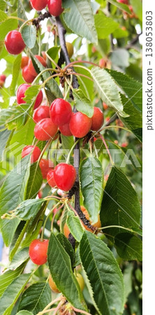 Ripe and juicy cherries on a branch: summer harvest 138053803