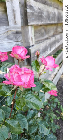 Pink English roses growing over a wooden fence 138053810
