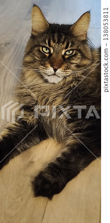 Majestic Maine Coon with a piercing gaze Majestic Maine Coon with a piercing gaze 138053811