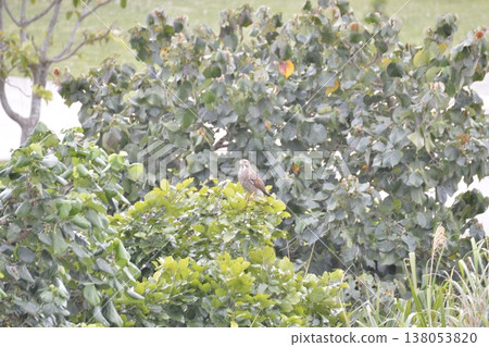 A photograph of a Grey-faced Buzzard perched in a grove of green trees. A photograph of a Grey-faced Buzzard perched in a grove of green trees. 138053820
