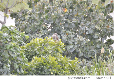 A Grey-faced Buzzard curls up and perches on a branch. 138053821