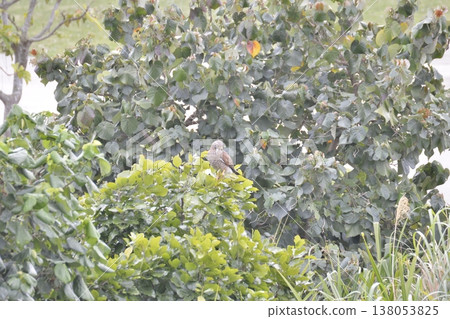 A Grey-faced Buzzard perched on a branch, bathed in the morning light. A Grey-faced Buzzard perched on a branch, bathed in the morning light. 138053825