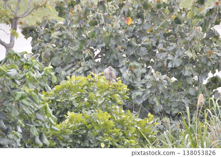 A Grey-faced Buzzard looking into the distance from a high branch. A Grey-faced Buzzard looking into the distance from a high branch. 138053826