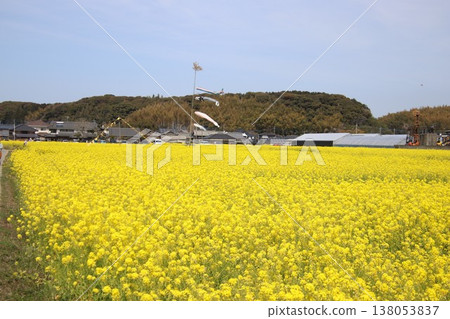 京都古賀市江內町,油菜花盛開。 京都古賀市江內町,油菜花盛開。 138053837