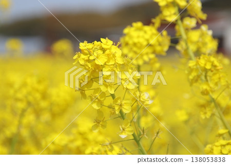 京都古賀市江內町,油菜花盛開。 京都古賀市江內町,油菜花盛開。 138053838