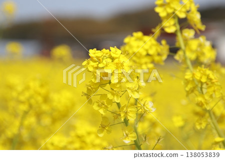 A field of rapeseed flowers in full bloom in Enai, Koga City. A field of rapeseed flowers in full bloom in Enai, Koga City. 138053839