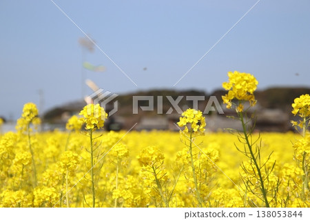 A field of rapeseed flowers in full bloom in Enai, Koga City. 138053844