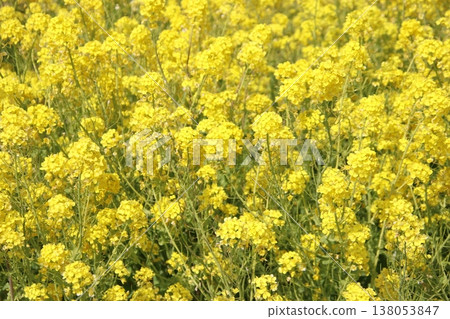 A field of rapeseed flowers in full bloom in Enai, Koga City. A field of rapeseed flowers in full bloom in Enai, Koga City. 138053847