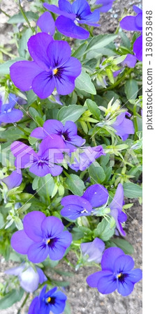 Colourful Pansies: Spring Blooms with Unique Colours Colourful Pansies: Spring Blooms with Unique Colours 138053848