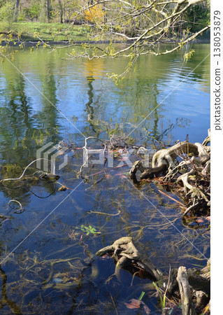 Lake Inferieur and trees reaching towards the water's surface, Bois de Boulogne, Paris, March 17, 2026. Lake Inferieur and trees reaching towards the water's surface, Bois de Boulogne, Paris, March 17, 2026. 138053879