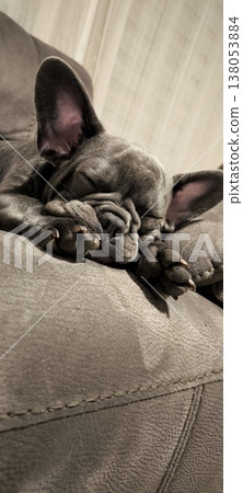 Sleeping French Bulldog on a Soft Sofa Sleeping French Bulldog on a Soft Sofa 138053884